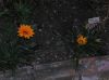 01_Pretty_flowers_in_my_garden.JPG