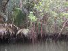 03_Mangrove_swamp_on_Bintan.JPG