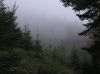 01_trees.JPG