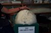 Filename=26A_0131.jpg
Filesize=75KiB
Dimensions=800x533
Date added=%764 %02, %2007 26A_0131.jpg