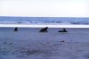 Filename=23.jpg
Filesize=283KiB
Dimensions=800x529
Date added=%542 %09, %2007 23.jpg